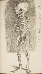 Sketch of a Standing Skeleton
