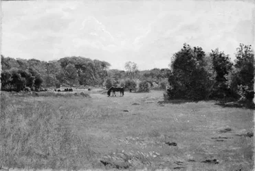 Meadow with a Black Horse Grazing