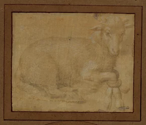 Study of a Lamb