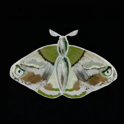 Striking Green Moth