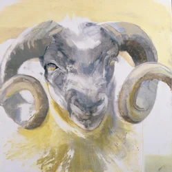 Long Horn Sheep