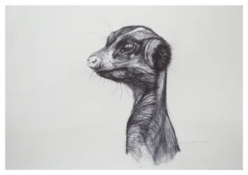 Meerkat