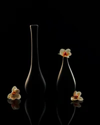 Elegant Orchid Reflections