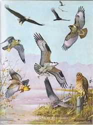 Bald Eagle, Turkey Vulture, Eastern Red-tailed Hawk, Peregrine Falcon, American Osprey, Northern Harrier