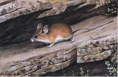 Big Eared Pinion Mouse Represents the White Footed Clan in the Rugged Canyons of the South West