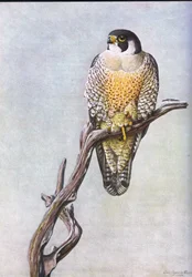 Duck Hawk