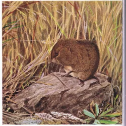 Field Mouse or Vole, Ever Vigilant, Surveys His Highway Through a Tangled Forest of Grass