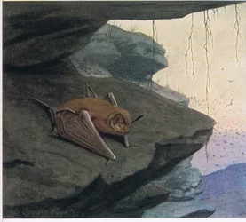 Free-tailed Bat