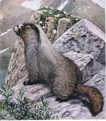 Hoary Marmot Ever Vigilant, Signals Danger with High Pitched Whistles
