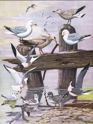 Illustration from The Natural History of American Birds of Eastern and Central North America, published by Bramhall House, c.1970