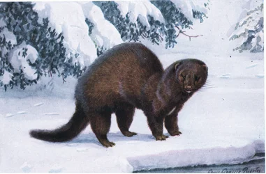 The Mink