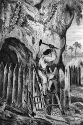I planted ten rows of palisades. engraving after M. de Sainson