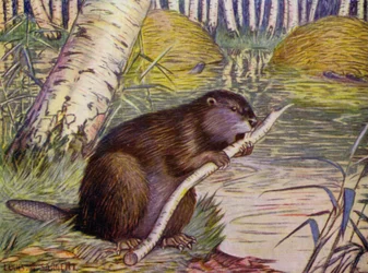 At the Zoo: Beaver