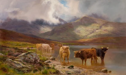 Highland Cattle