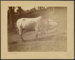 Steer