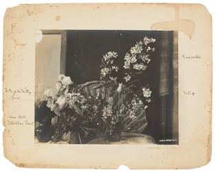 Tiffany Studios, c.1898-1920