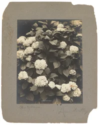 Tiffany Studios, c.1898-1920