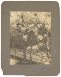 Tiffany Studios, c.1898-1920