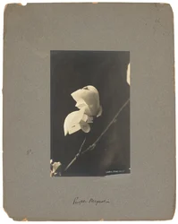 Tiffany Studios, c.1898-1920