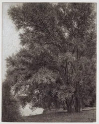 Group of Trees in the Kleinheubach Palace Park