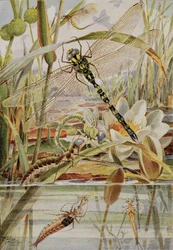 Dragonfly and Mayfly, Illustration from 