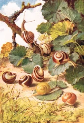 Land Snails, illustration from 