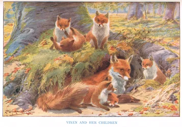 Vixen and her Children, illustration from 
