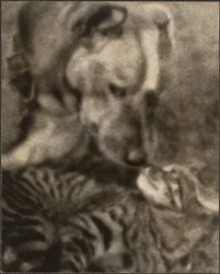 [Cat and Dog]