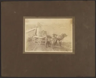 Children on Cart Pulled by Dogs