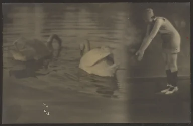 Composite of Swans and Diver