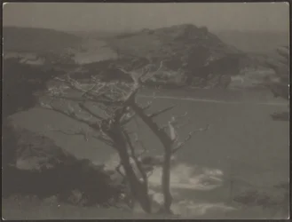 Cypress on Coast