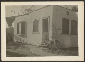 Dog near House