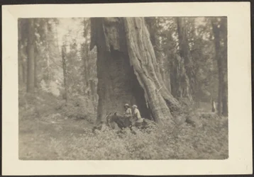 Figures on Horseback in Hollow of Massive Tree