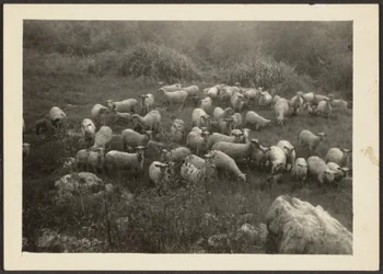 [Flock of Sheep]