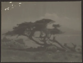 Landscape with Cypress Tree