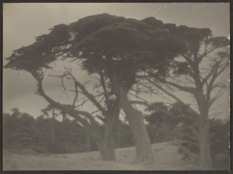 Landscape with Cypress Trees
