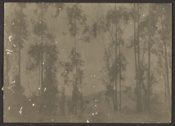 Landscape with Tall Trees