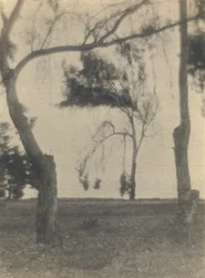Landscape with Trees