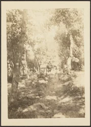 Landscape with Wild Deer