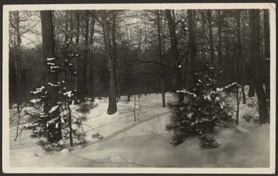Snowy Landscape