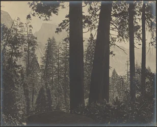 [Woodsy Landscape]