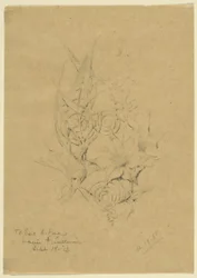 Plant Form Study