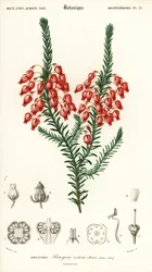 Glowing Heath, Erica Ardens (1849)