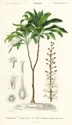 Palm Lily, Cordyline fruticosa (engraving)