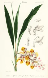 Shellflower, Alpinia nutans (1849)