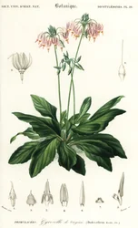 Shooting Star or Eastern Shooting Star, Dodecatheon meadia