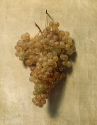 White grape
