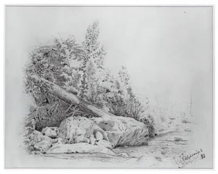 Fallen Tree, Keene Valley, July 25, 1883