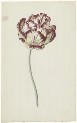 Tulip