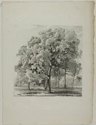 Study of Trees